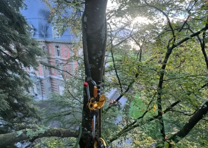 élagage sécurisation